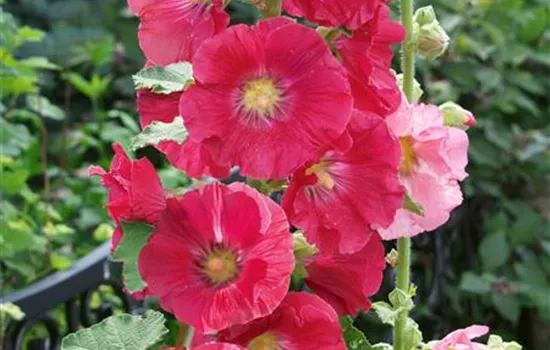 Alcea rosea Hybride Spotlight Radiant Rose