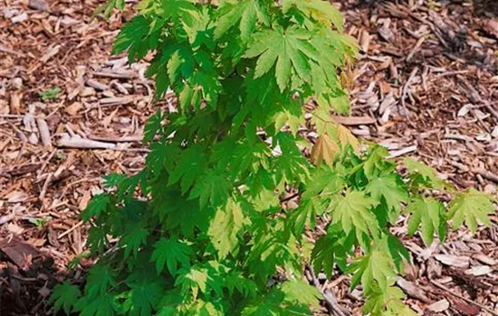 Acer sieboldianum Kumoi Nishiki