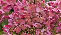 Rispenhortensie 'Diamant Rouge'®