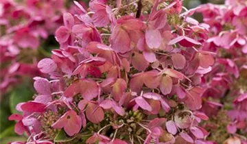 Rispenhortensie 'Diamant Rouge'®