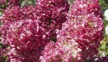 Rispenhortensie 'Diamant Rouge'®