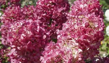 Rispenhortensie 'Diamant Rouge'®