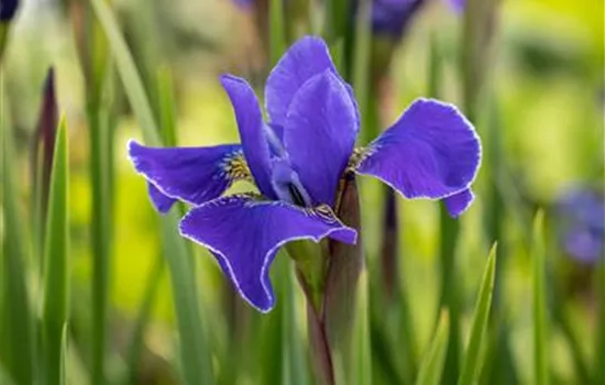 Iris sibirica 'Caesar´s Brother'