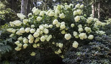 Hydrangea Early Harry