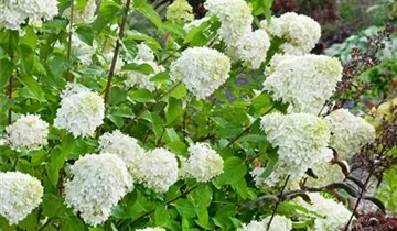 Hydrangea Early Harry