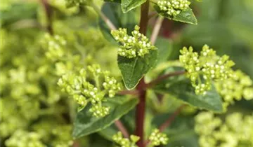 Hydrangea Early Harry