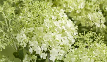Hydrangea Early Harry