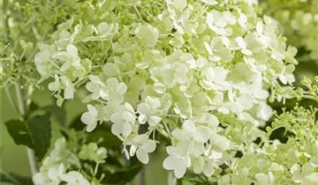 Hydrangea Early Harry