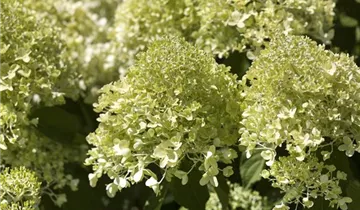 Hydrangea Early Harry