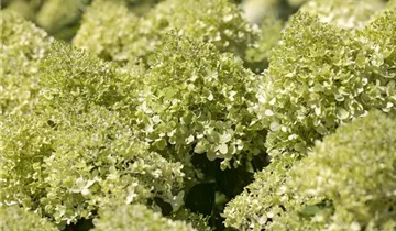 Hydrangea Early Harry
