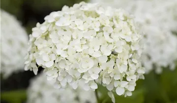 Hydrangea Early Harry