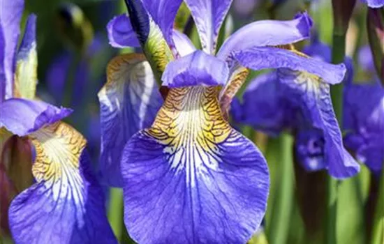 Iris sibirica Ruffled Velvet