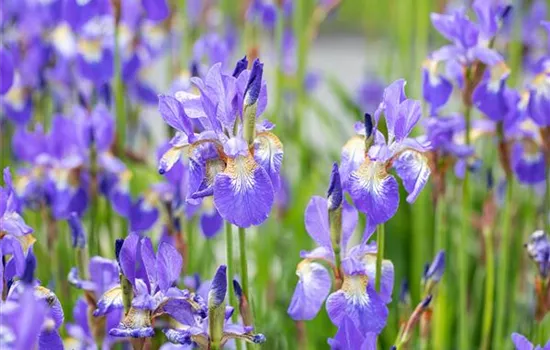 Iris sibirica, blau, blau