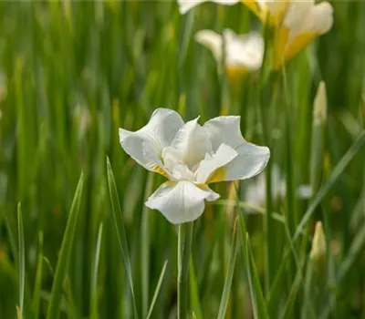 Iris sibirica 'White Swirl'