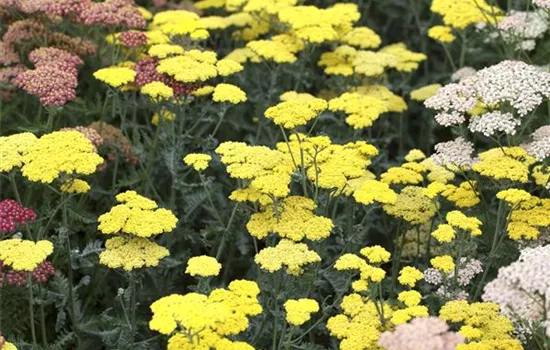 Achillea clypeolata 'Moonshine'