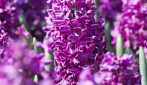Hyazinthe 'Woodstock'