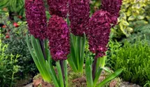 Hyazinthe 'Woodstock'