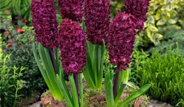 Hyazinthe 'Woodstock'