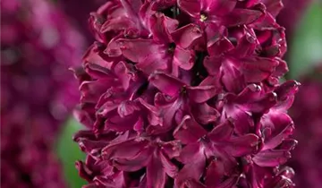 Hyazinthe 'Woodstock'