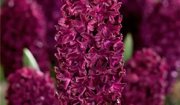 Hyazinthe 'Woodstock'