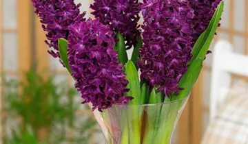 Hyazinthe 'Woodstock'
