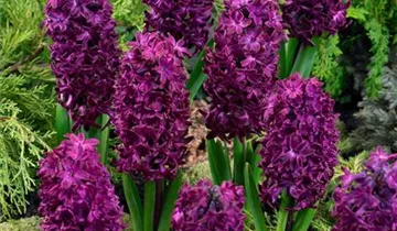 Hyazinthe 'Woodstock'