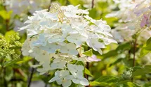 Rispenhortensie 'Unique'