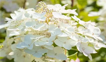 Rispenhortensie 'Unique'