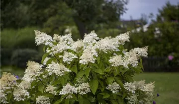 Rispenhortensie 'Unique'