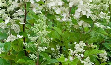 Rispenhortensie 'Unique'