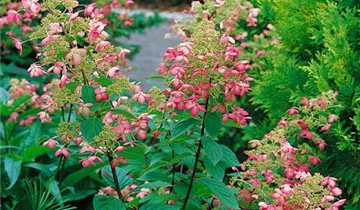 Rispenhortensie 'Unique'