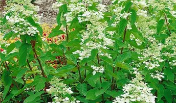 Rispenhortensie 'Unique'