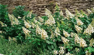 Rispenhortensie 'Unique'