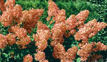 Rispenhortensie 'Unique'