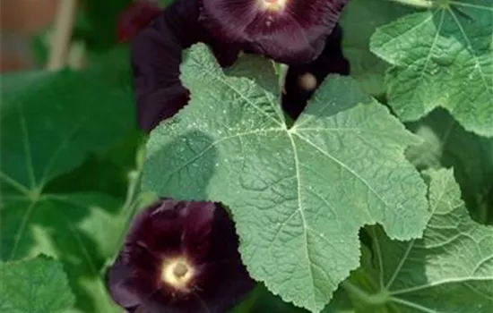 Alcea rosea 'Nigra'