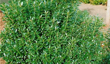 Tintenbeere 'Shamrock'