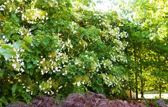 Hydrangea anomala petiolaris