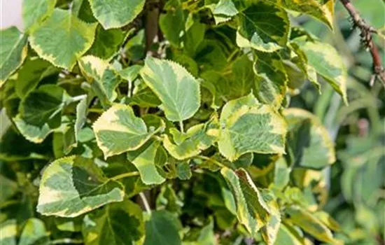 Hydrangea anomala petiolaris 'Miranda'