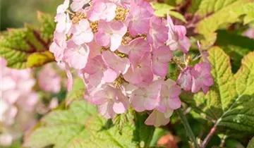 Snow Queen Hydrangea