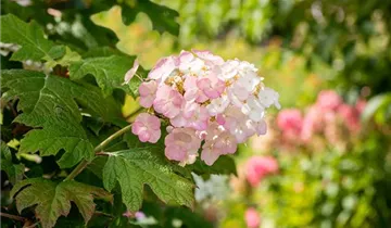 Snow Queen Hydrangea