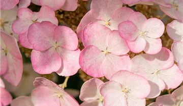 Snow Queen Hydrangea