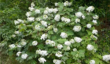 Snow Queen Hydrangea