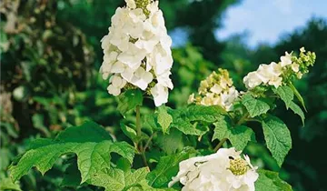 Snow Queen Hydrangea