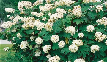 Snow Queen Hydrangea