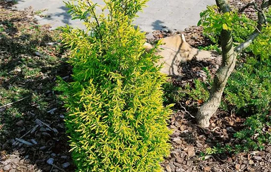 Juniperus communis 'Gold Cone'