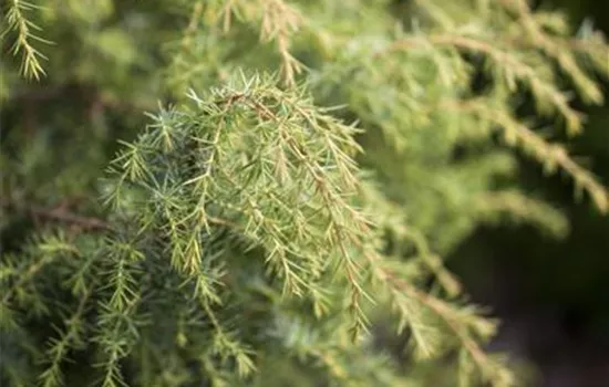 Juniperus communis 'Gold Machangel'