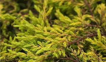 Gew.Wacholder 'Goldschatz'