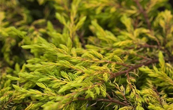 Juniperus communis 'Goldschatz'