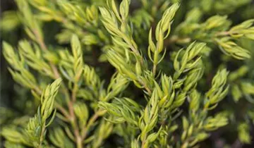 Gew.Wacholder 'Goldschatz'