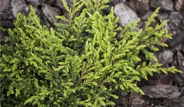 Gew.Wacholder 'Goldschatz'